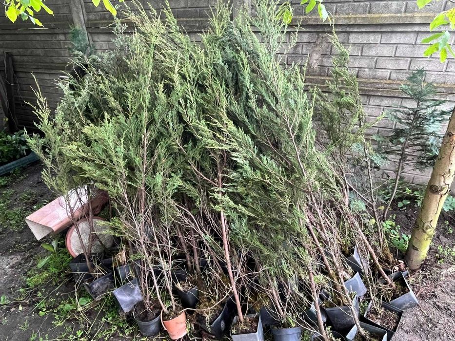 Wyprzedaż jałowców skyrocket w donicach