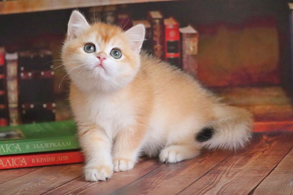 Британская шиншилла в золоте