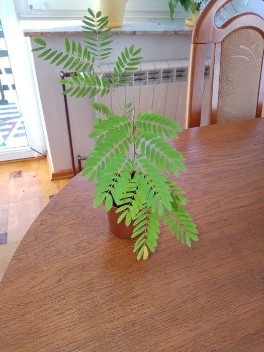 Mimoza wstydliwa