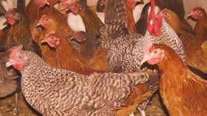 Kury nioski z pierwszym jajkiem ! Rossa Messa Leghorn Dominant !