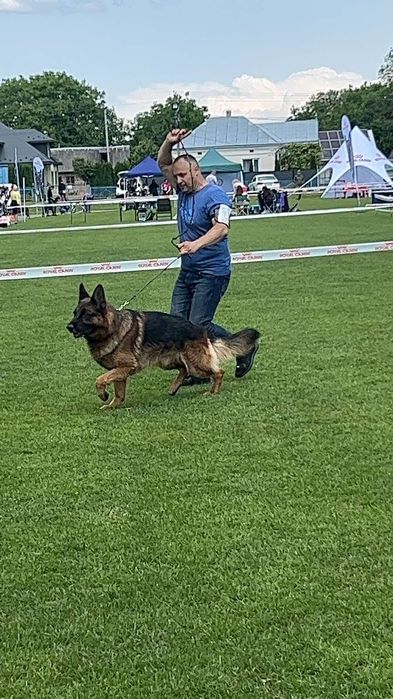 Німецька вівчарка.