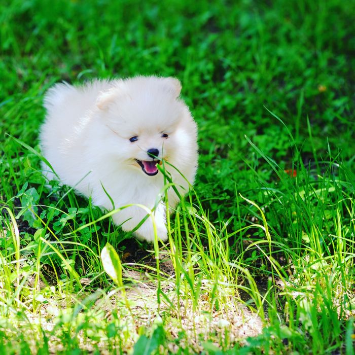 Померанский шпиц