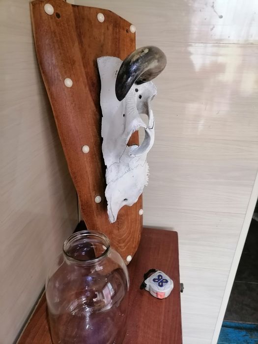 Настенный Декор Череп Голова Коровы на Дереве