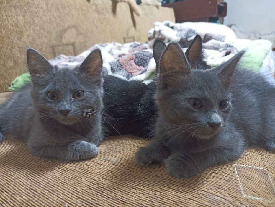 Кошенята у добрі руки.