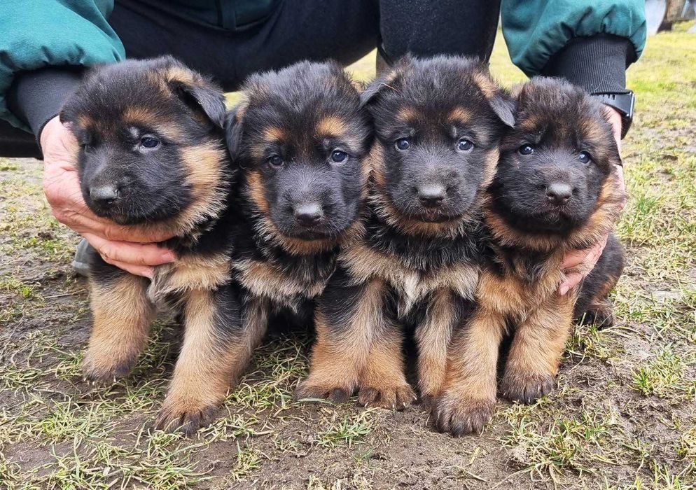 Owczarek Niemiecki - Owczarki Niemieckie