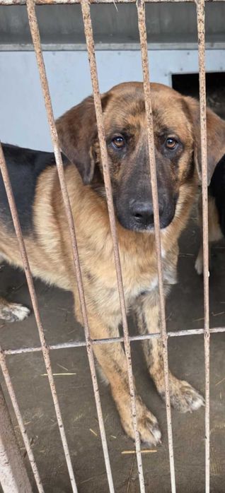 Owczarek  szuka domu schronisko Zgierz -aktualne