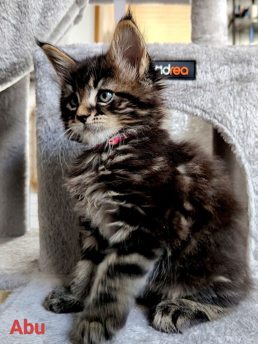 Abu kocurek Maine Coon FPL/Fife N/N