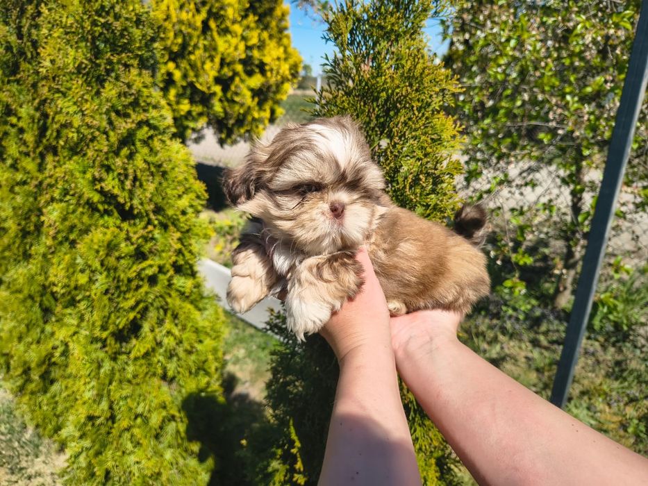 Shih Tzu Shihtzu