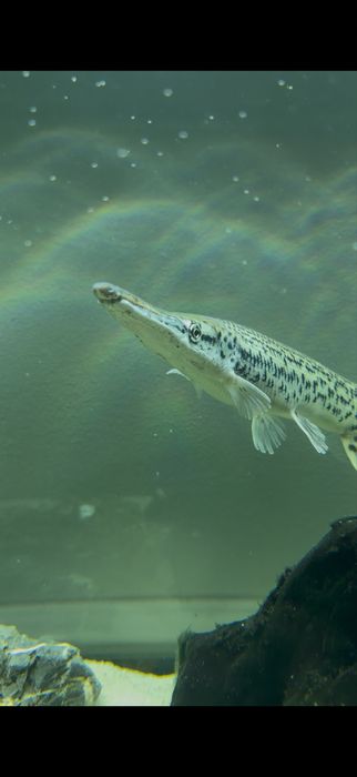 Vendo peixe-GAR 28cm (Atractosteus spatula)
