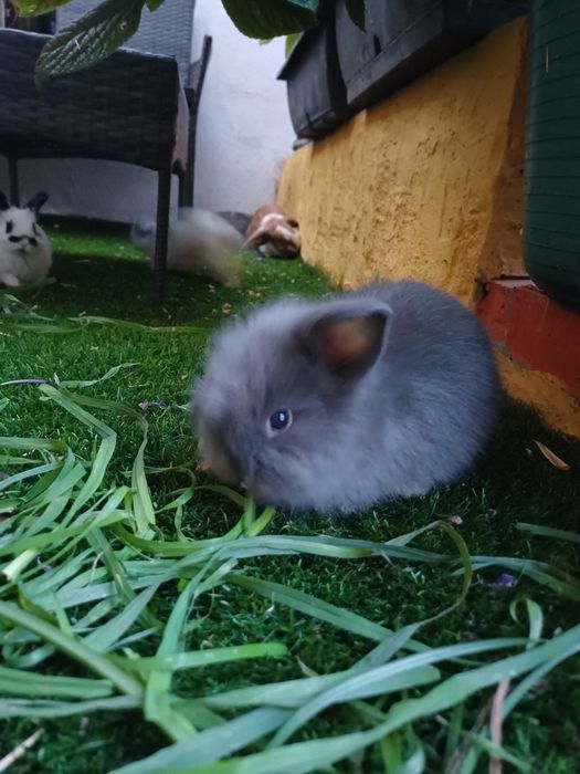 Coelhos anões - flhos de mãe holland lop (orelhas caídas)e pai juba de leão