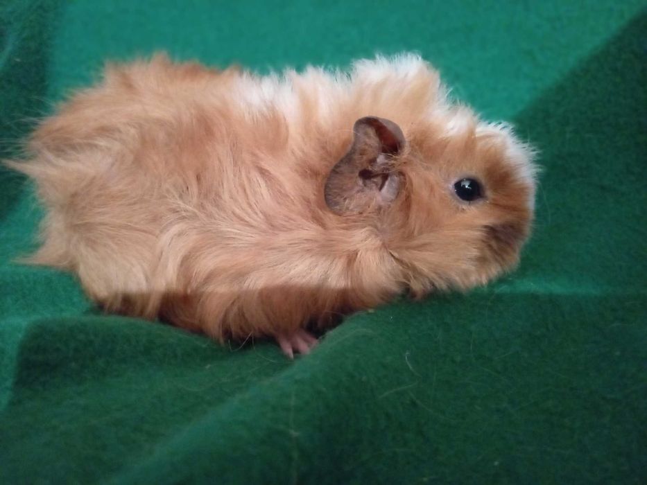 Świnka morska świnki morskie