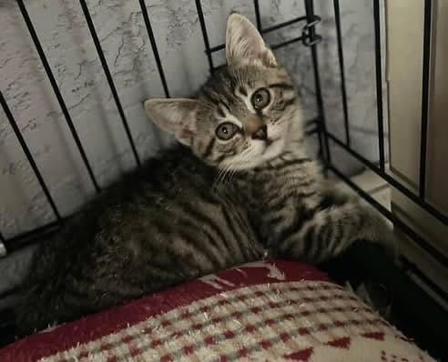 Котенок котята котики