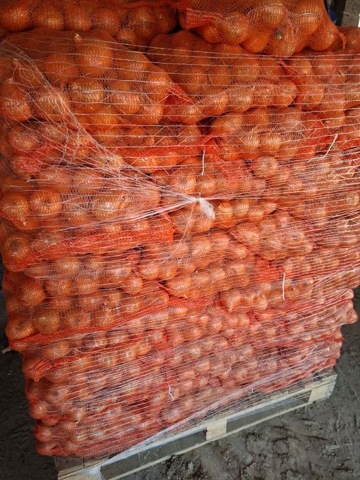 Cebula  dymka ..