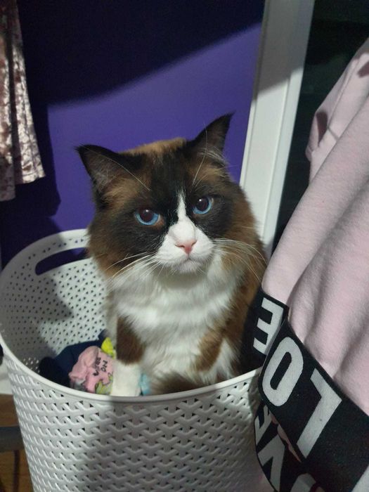 Kot Rasy Ragdoll (Zarezerwowany)