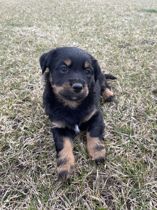 Szczeniaki malego wzrostu