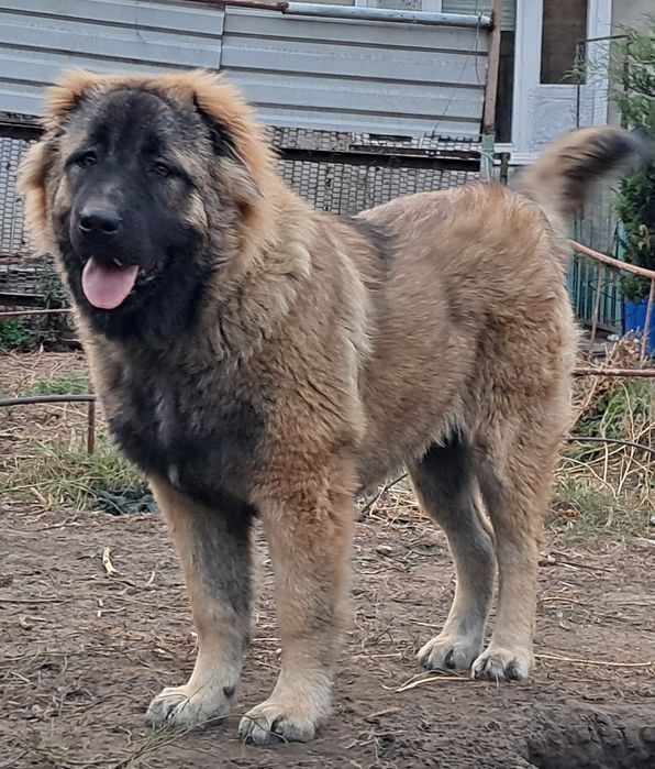 Дівчинка, кавказька вівчарка