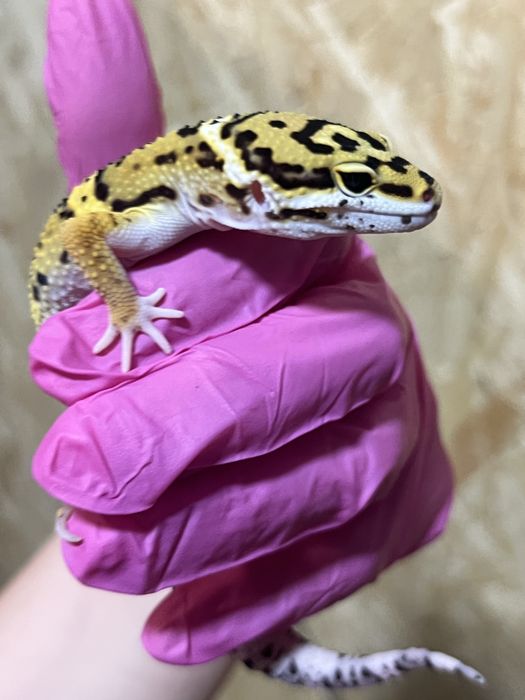 Gekon lamparci gekony lamparcie wyprawka