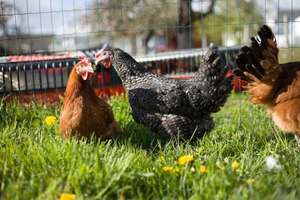 Kurki nioski odchowane rasy Rosa