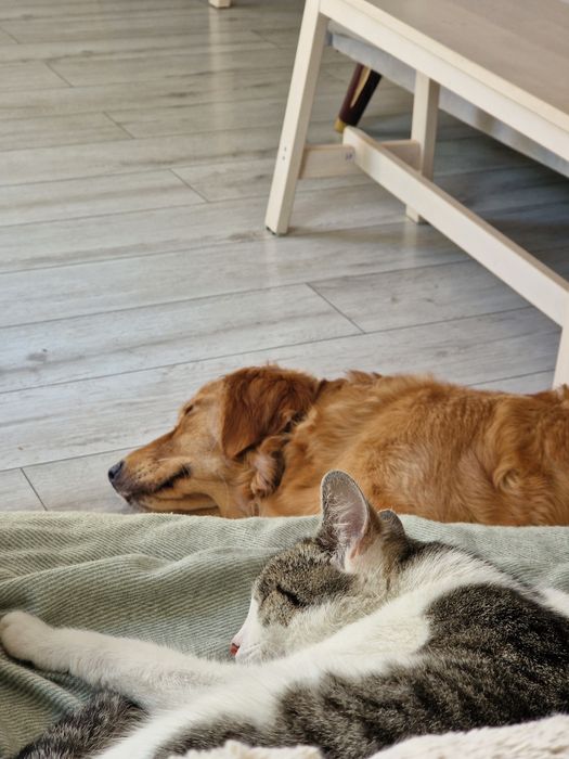 Lubi psy i ludzi! Drobna kotka do adopcji #kot