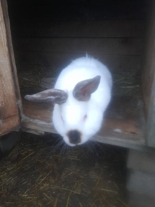 Kalifornijski czarny