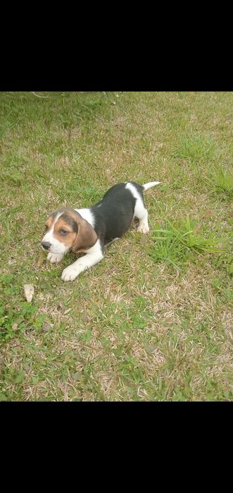 Venda de machinho beagle