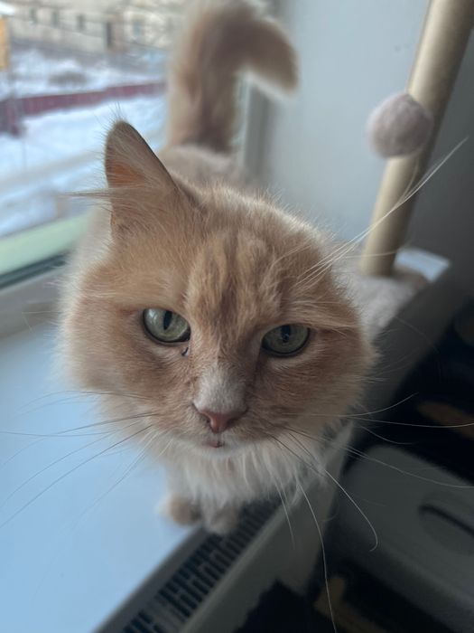 Шукає дім котик Бізе