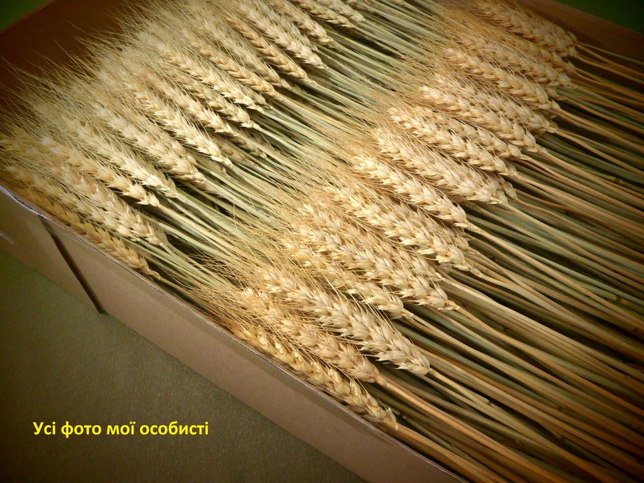 Сніп колоски пшениці, жита, ячменю. Сноп колосся. Букет із колосків