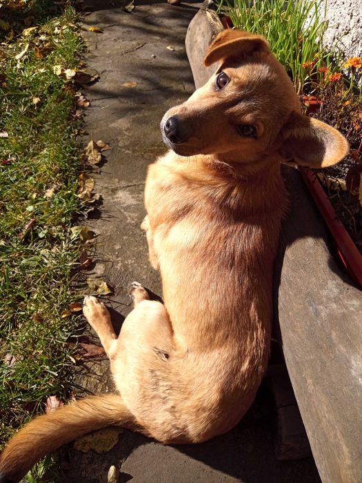 Шукає дім невеличка собачка цуценя щенок песик Безкоштовно