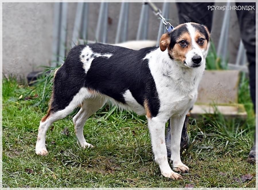 ELWIRKA mloda sunia, przytulasek bardzo lagodna