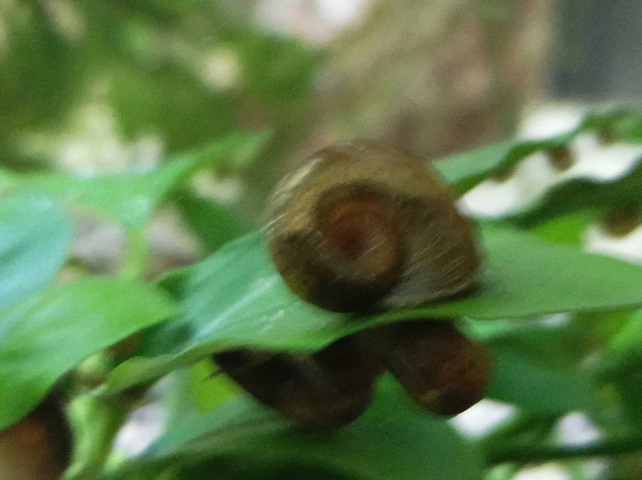 Molly's e plantas de aquário  e caracóis para troca!