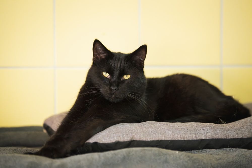 Czarny kocurek Charlie do adopcji!
