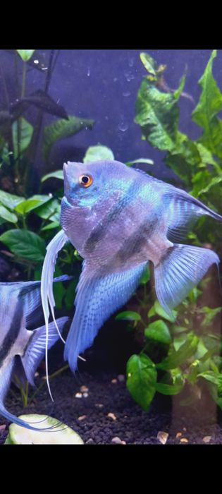 Vendo Escalare azul