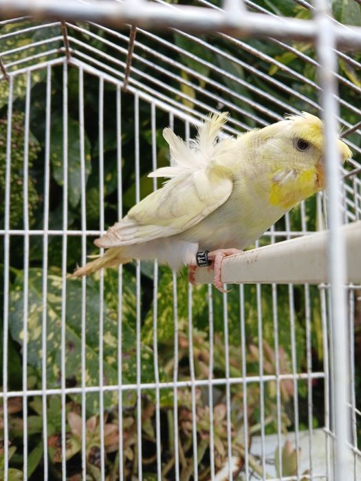 Periquitos Hagoromo Spangle
