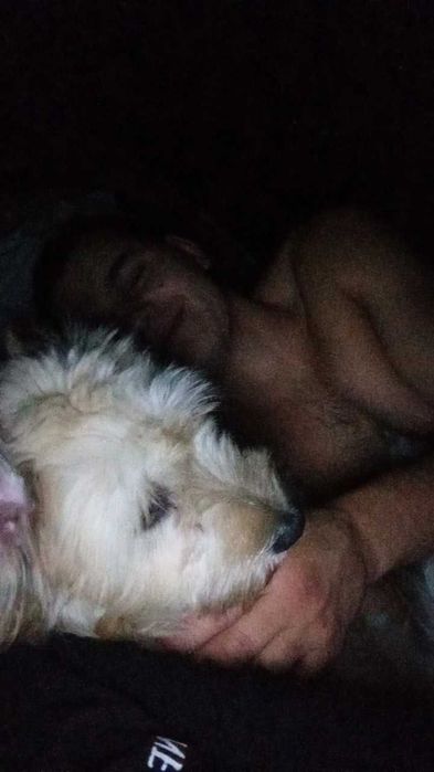 Собака , дівчинка