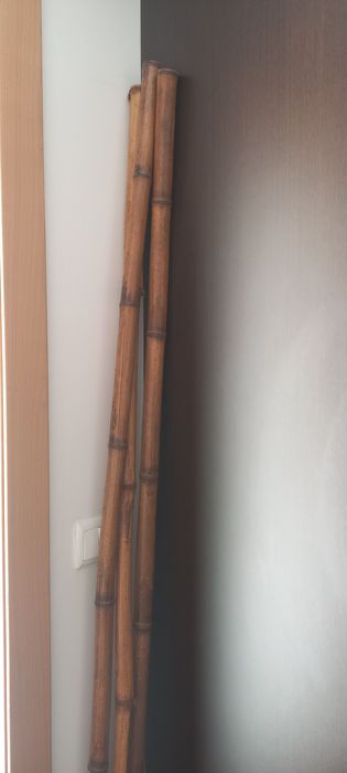 3 canas de bambu envernizadas