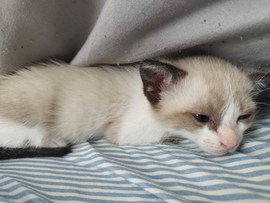 Gata bebê para adoção