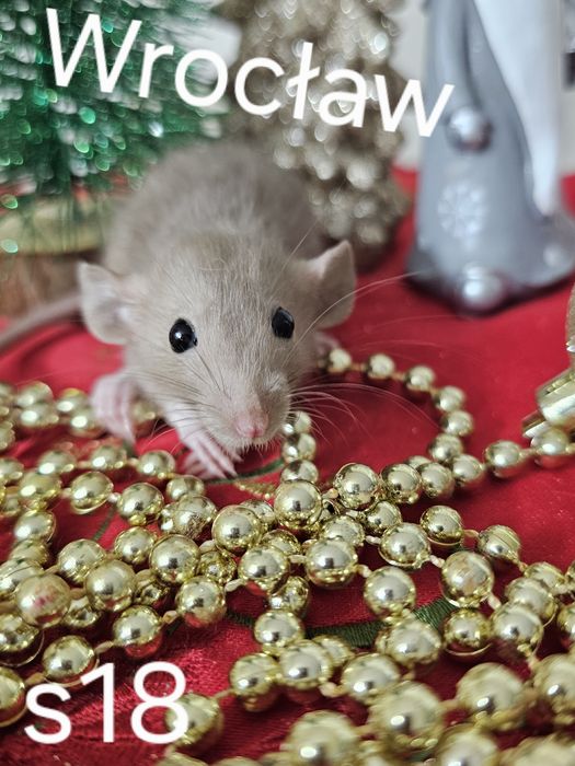 Szczur szczury szczurki