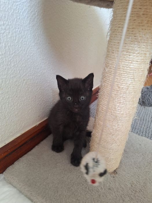 Gatinho bebé para adoção