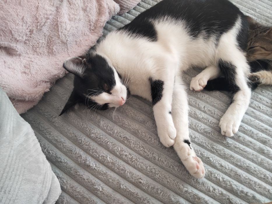 Oddam kotka w dobre ręce