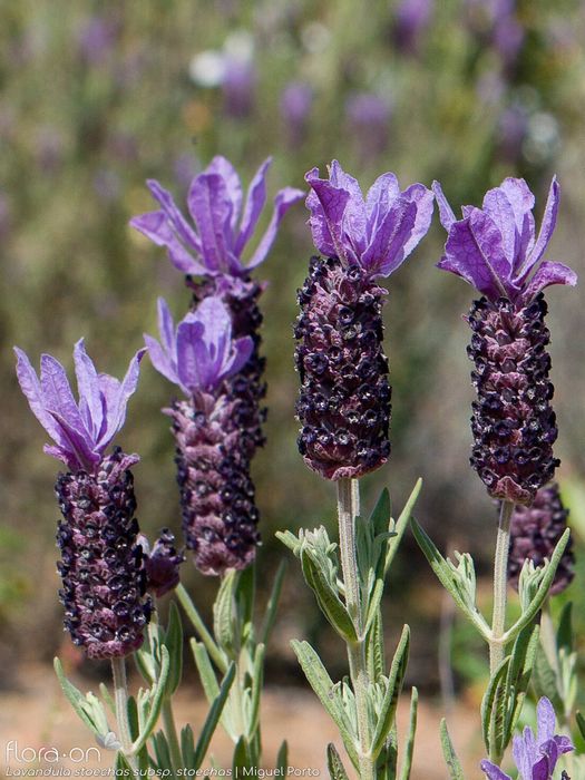 lavandula stoechas - alfazema