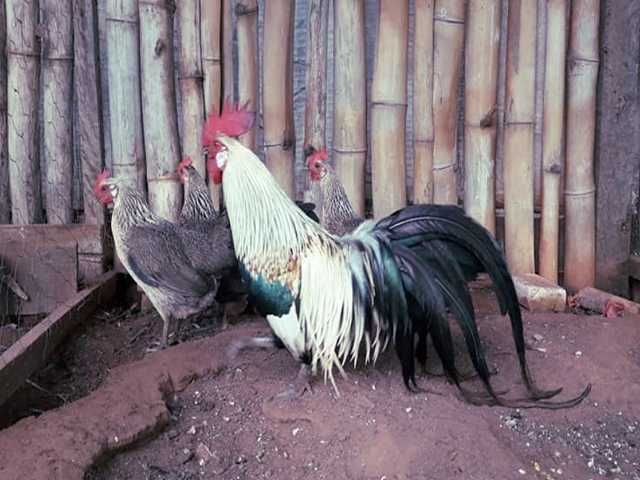 Яйце на інкубацію. Курчат. Фенікс - золото, срібло.