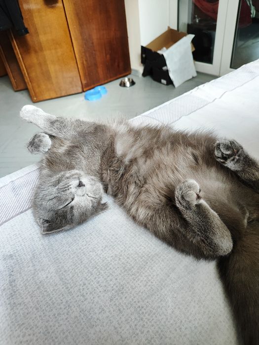 Британська висловуха