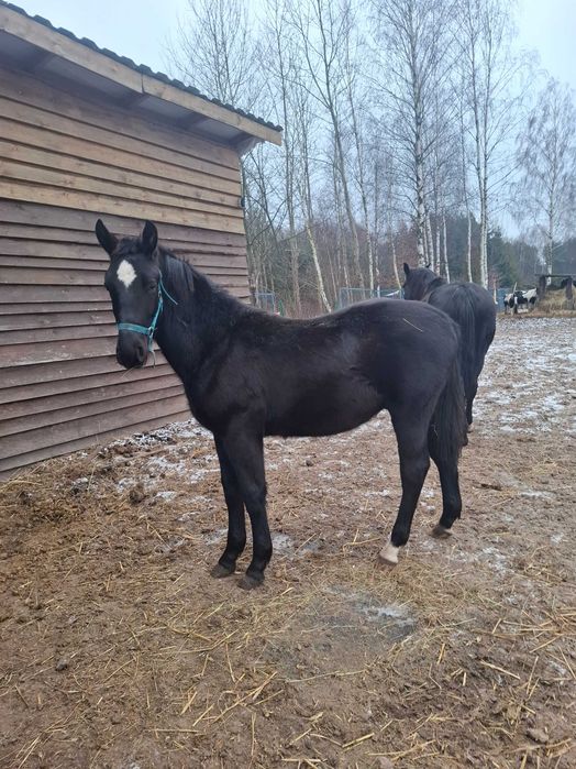 Roczny ogierek ślaski z pełnym pochodzeniem