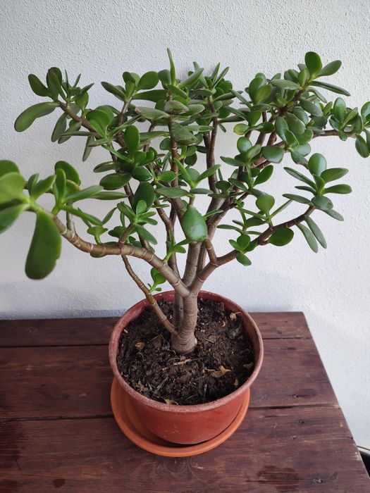 Planta de exterior Jade