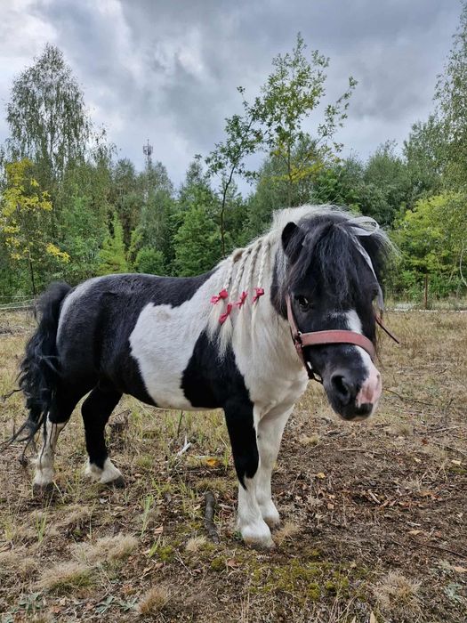 Kuc szetlandzki tanio
