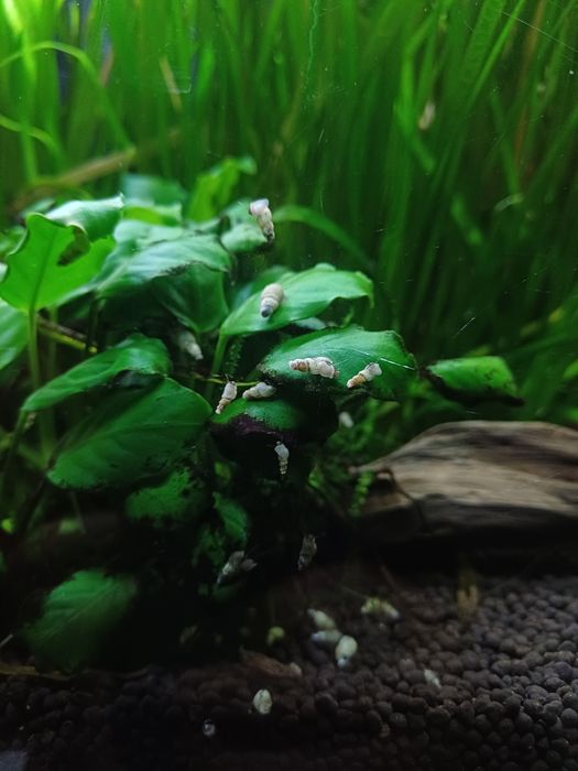 Caracóis aquário agua doce