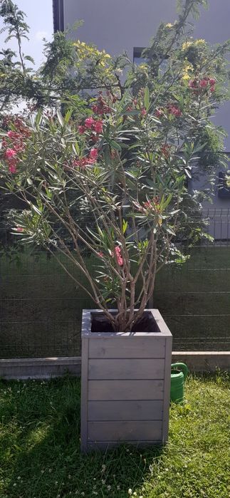 Sprzedam oleander 3sztuki