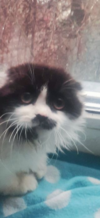 Котята скотиш фолд і хайленд
