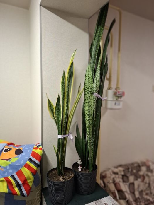 Сансивиерия 1.5 метра Самовывоз