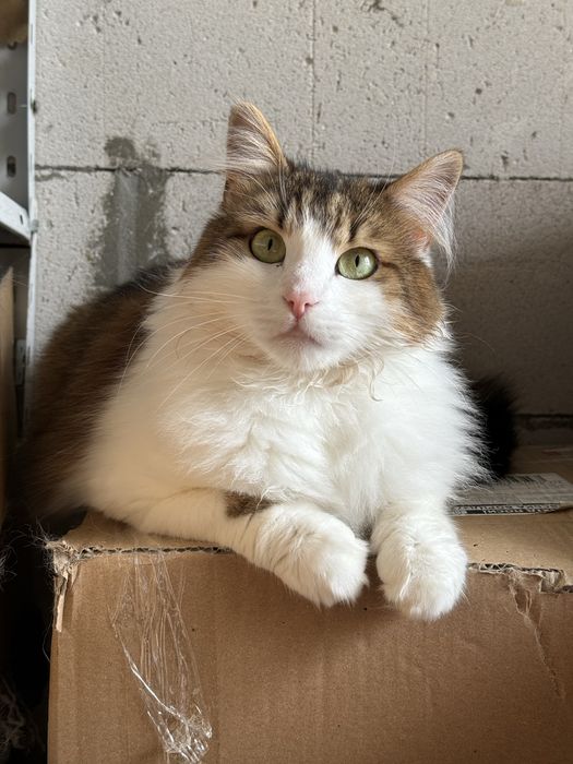 Котик в добрі руки